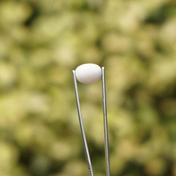 Original White Marjan in Abu Dhabi - Image 3